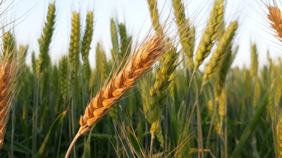 Ječmen - známý i neznámý (stačí ho geneticky pozměnit)